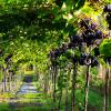 Grapes at Vesterhave wineyard in Zealand, Denmark