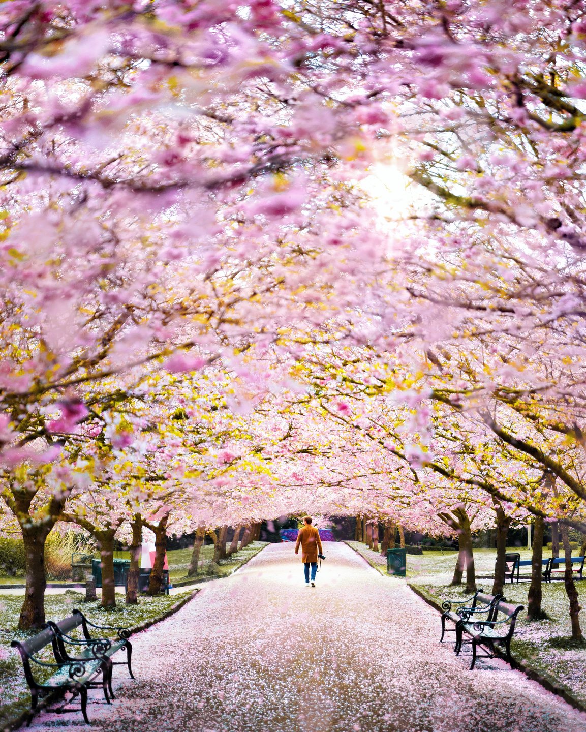 Cherry Blossom online dejtingsajt