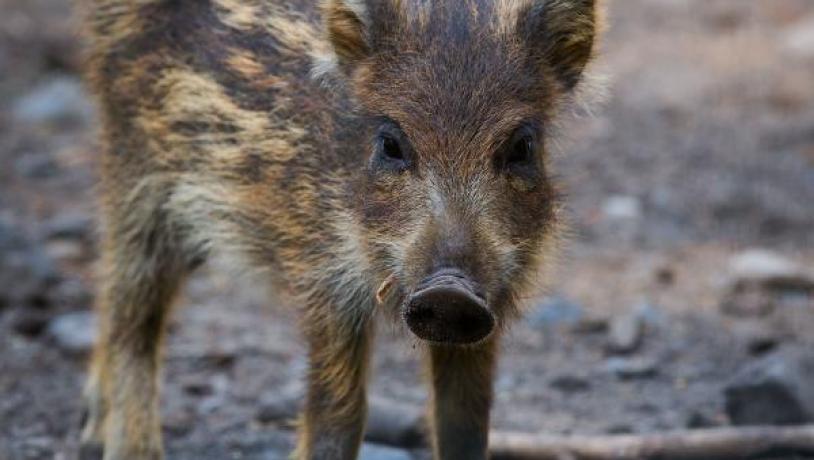 A young wild boar on a forest trail