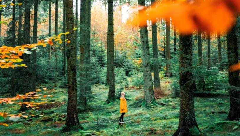 Höstfärger att njuta av i Nordjyllands vackra skogar