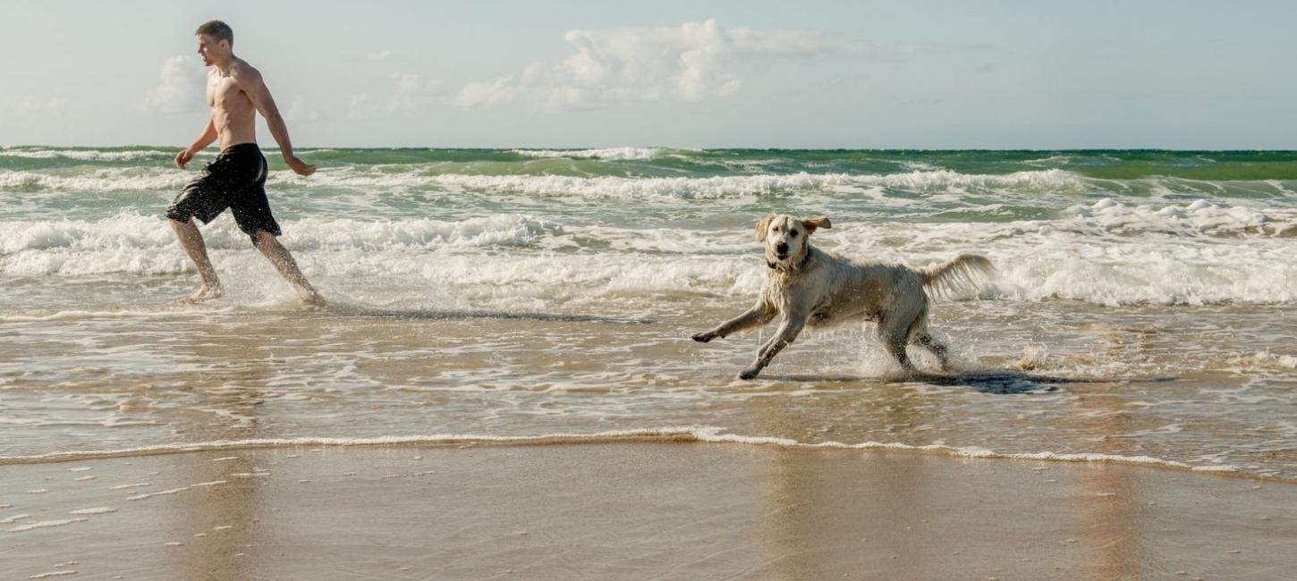 Dog at the beach of Løkken
