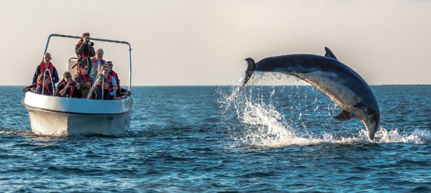 Delfin som hopper opp av vannet rett ved en båt med mennesker på delfinsafari