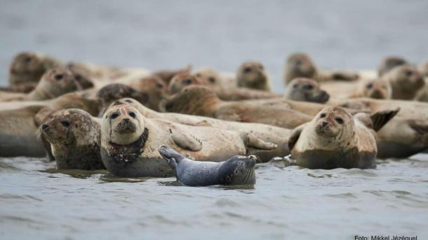 Denemarken vakantie tips