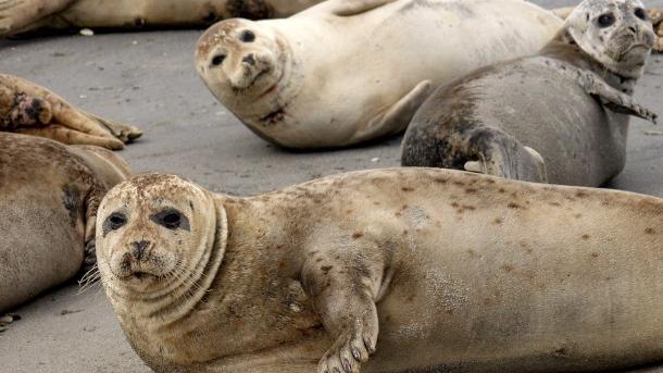 Seal safari at the Wadden Sea, Denmark