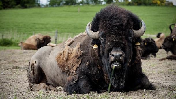 A bison oxe lying on grass