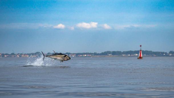 A tuna fish jumping above water