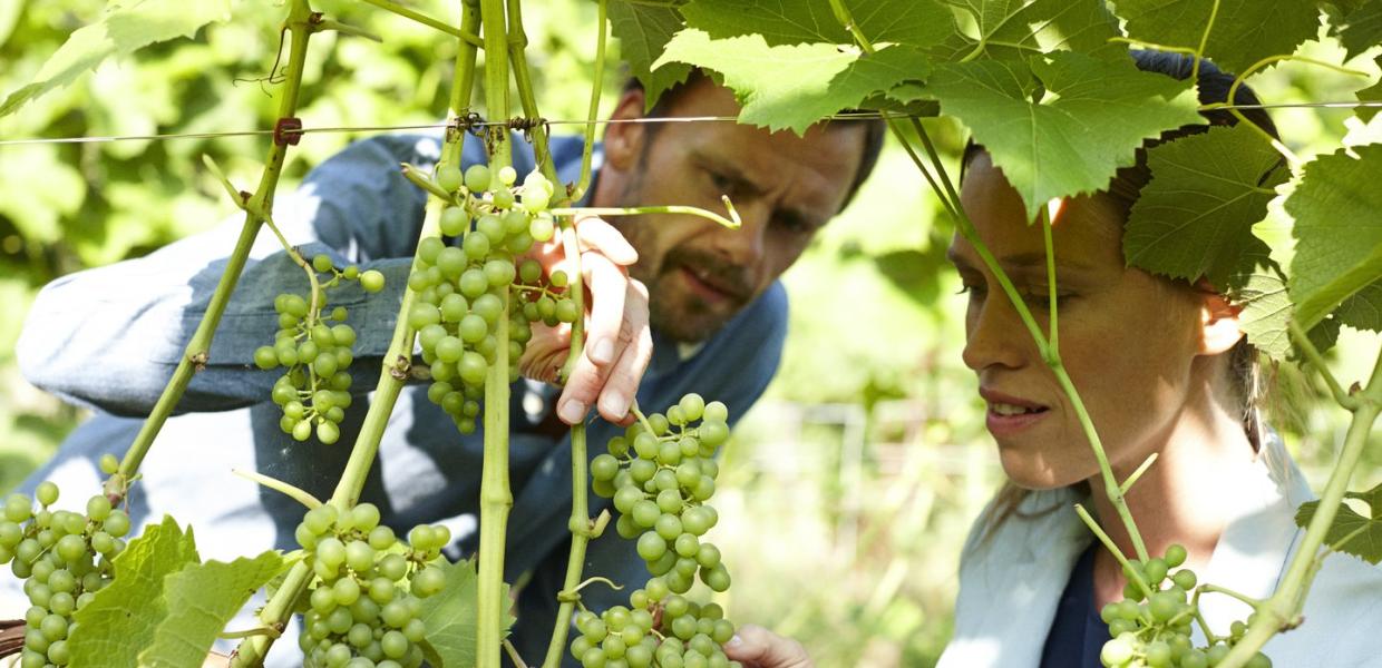 Par på Skaarupøre Vingaard ser på vinrankene