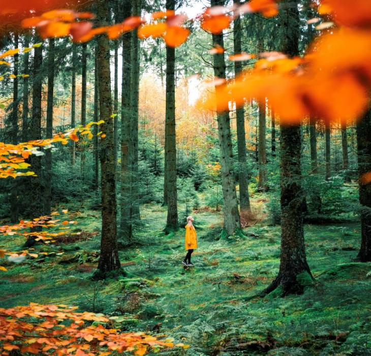 Höstfärger att njuta av i Nordjyllands vackra skogar